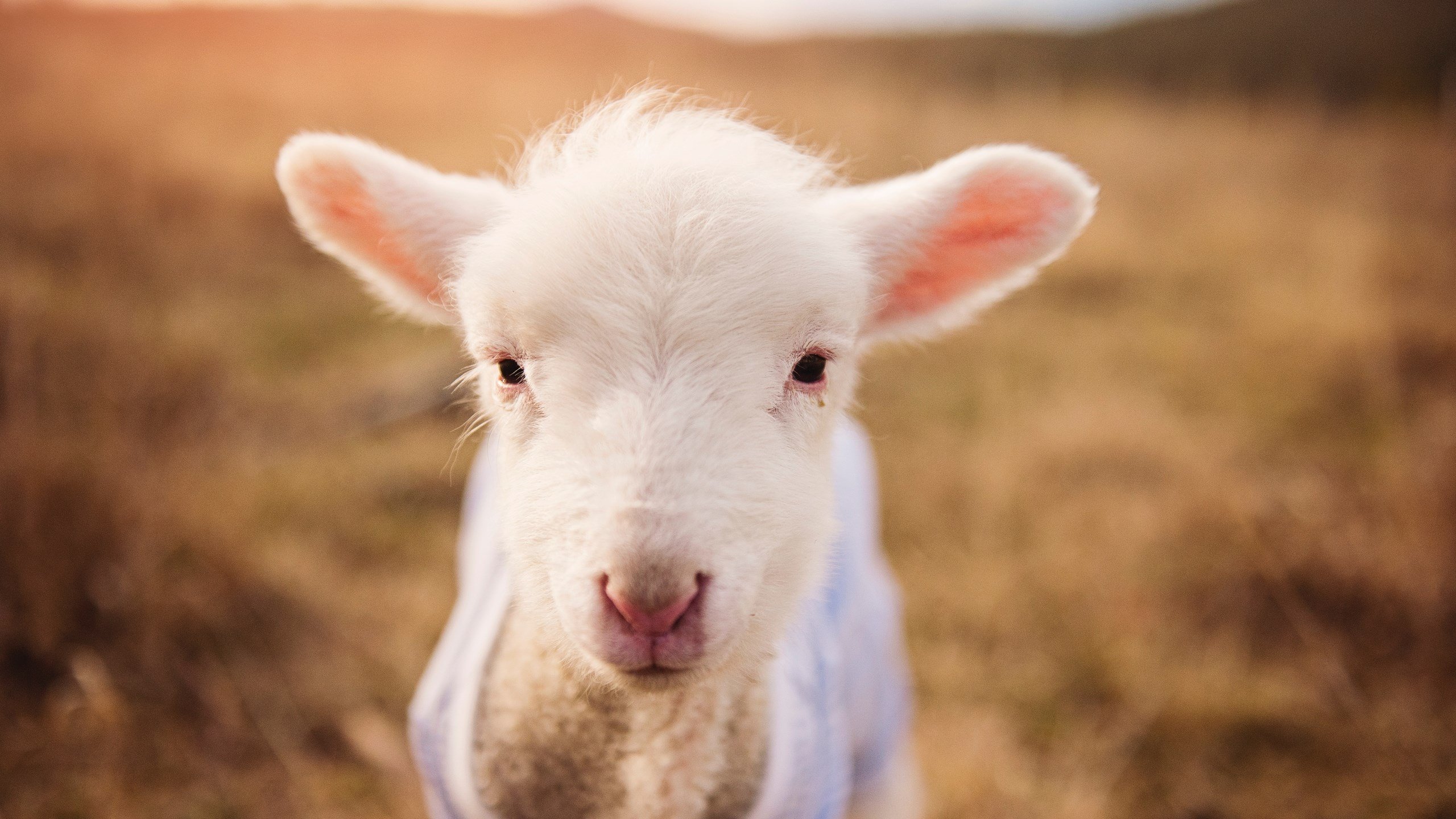 哥伦比亚反曲弓男队在泛美锦标赛中夺,哥伦比亚反曲弓运动员