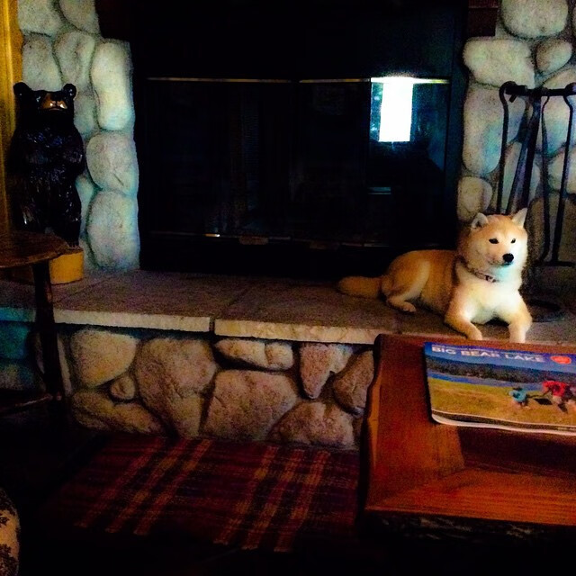 多特蒙德客场2-1战胜沃尔夫斯堡,继续保持不败,多特蒙德vs沃尔夫斯堡比赛结果