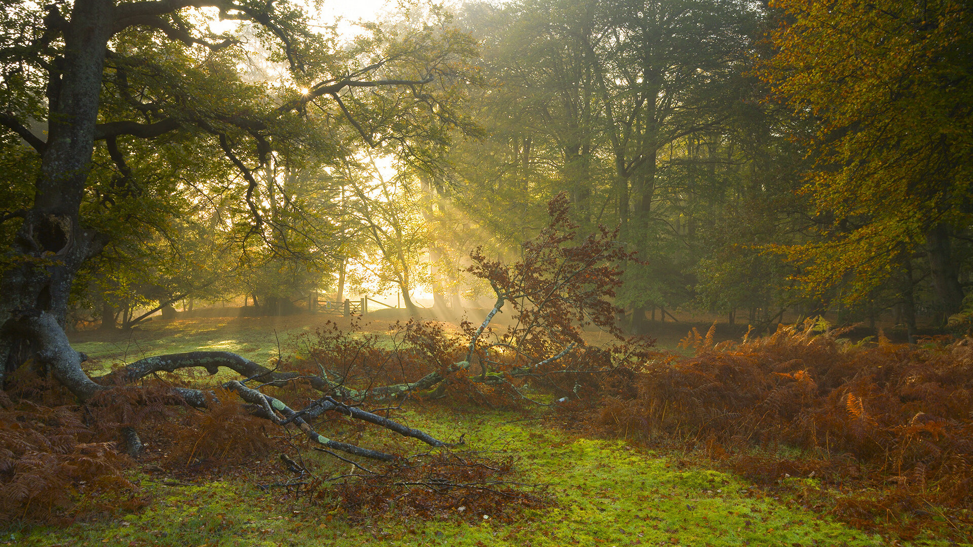 打法多变出奇,球队表现赢得赞誉,球星打法