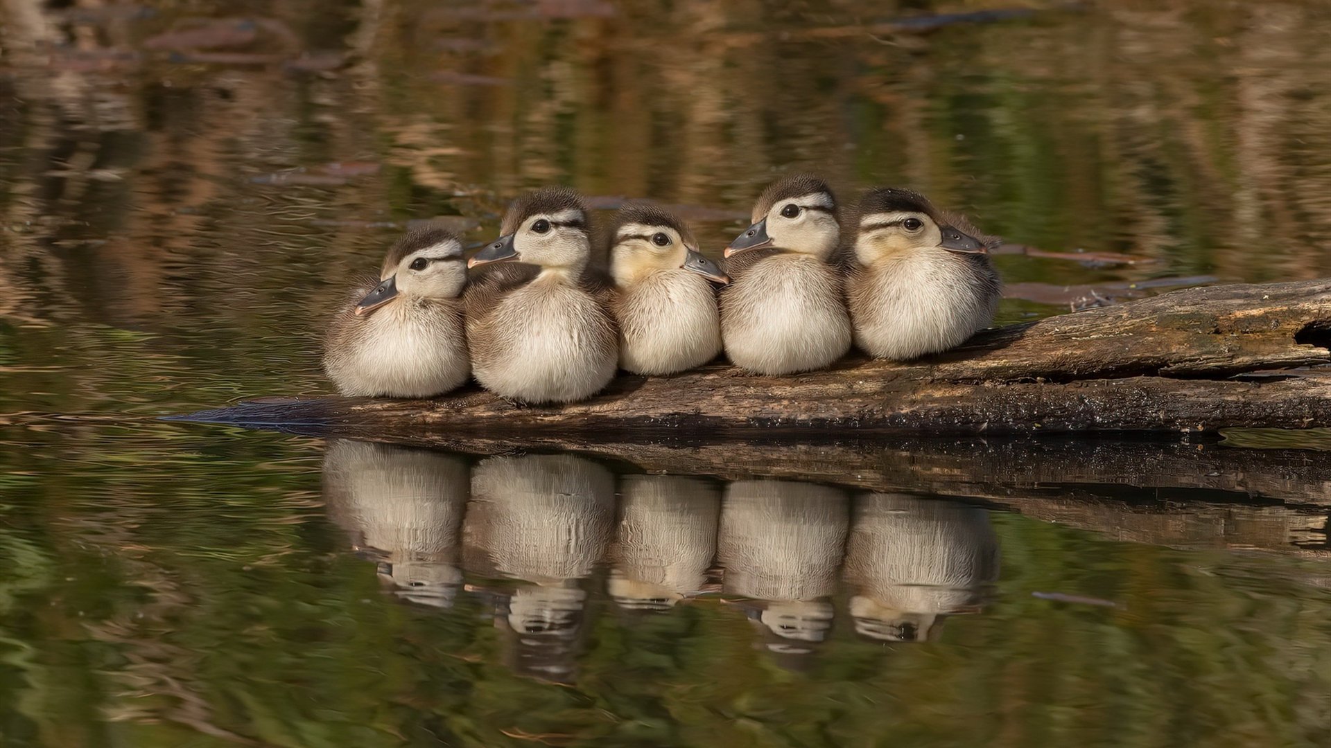 腾讯电竞赛事平台强化内容审核,腾讯电竞赛事平台强化内容审核怎么弄