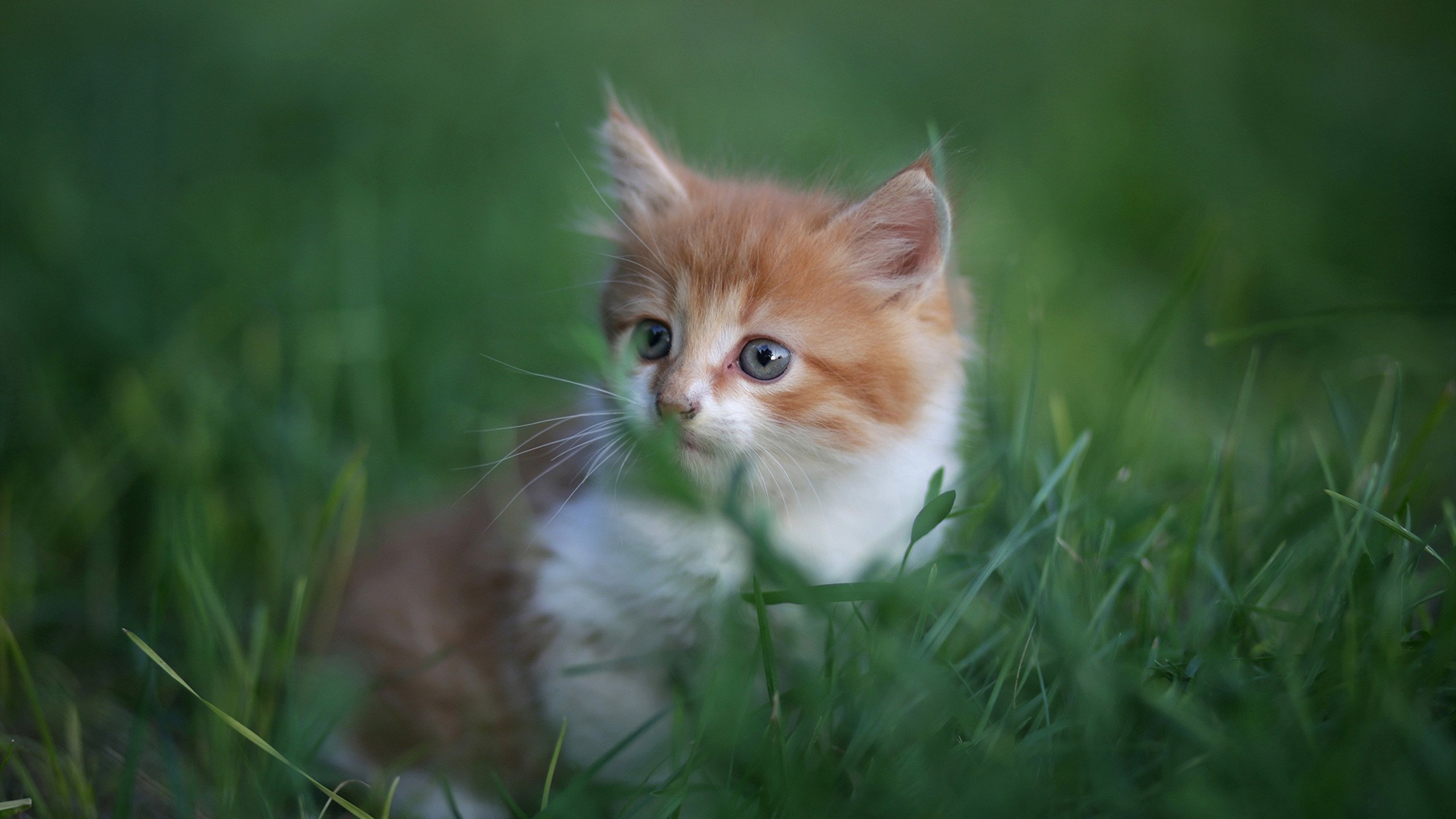 里昂新援开门红贡献关键进球,球队期待更多火力,里昂队主场
