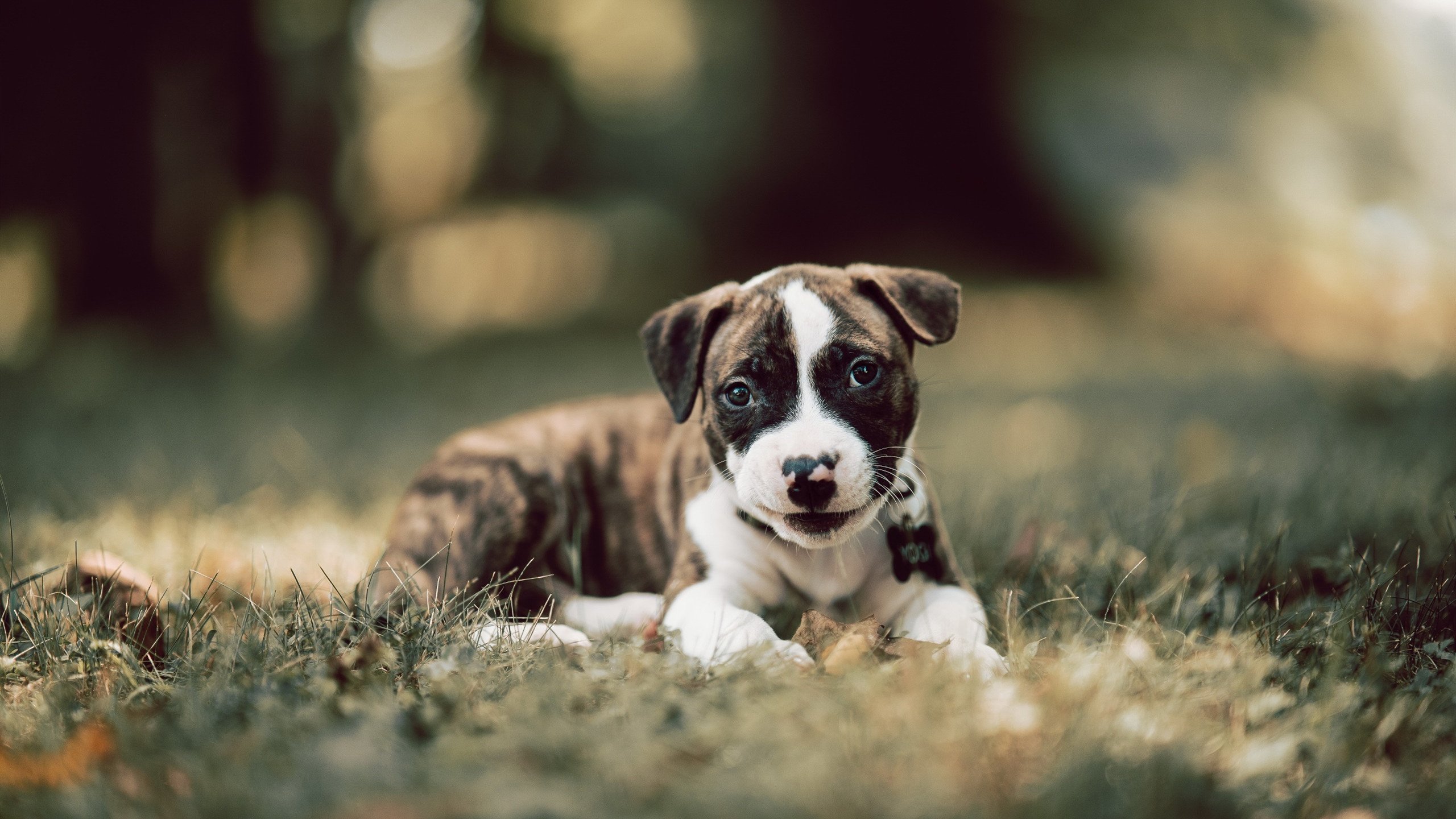 中国篮球联赛球队战术创新案例分析,篮球创新训练