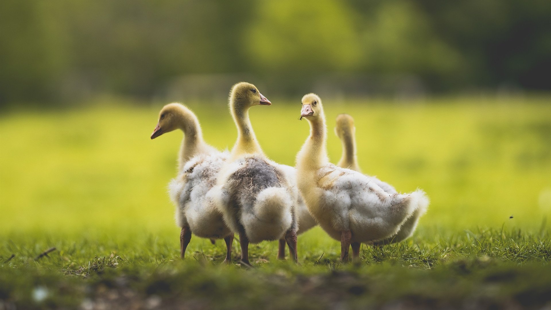 中国三人女篮提前晋级 球队状态火热,中国女篮三人篮球比赛时间
