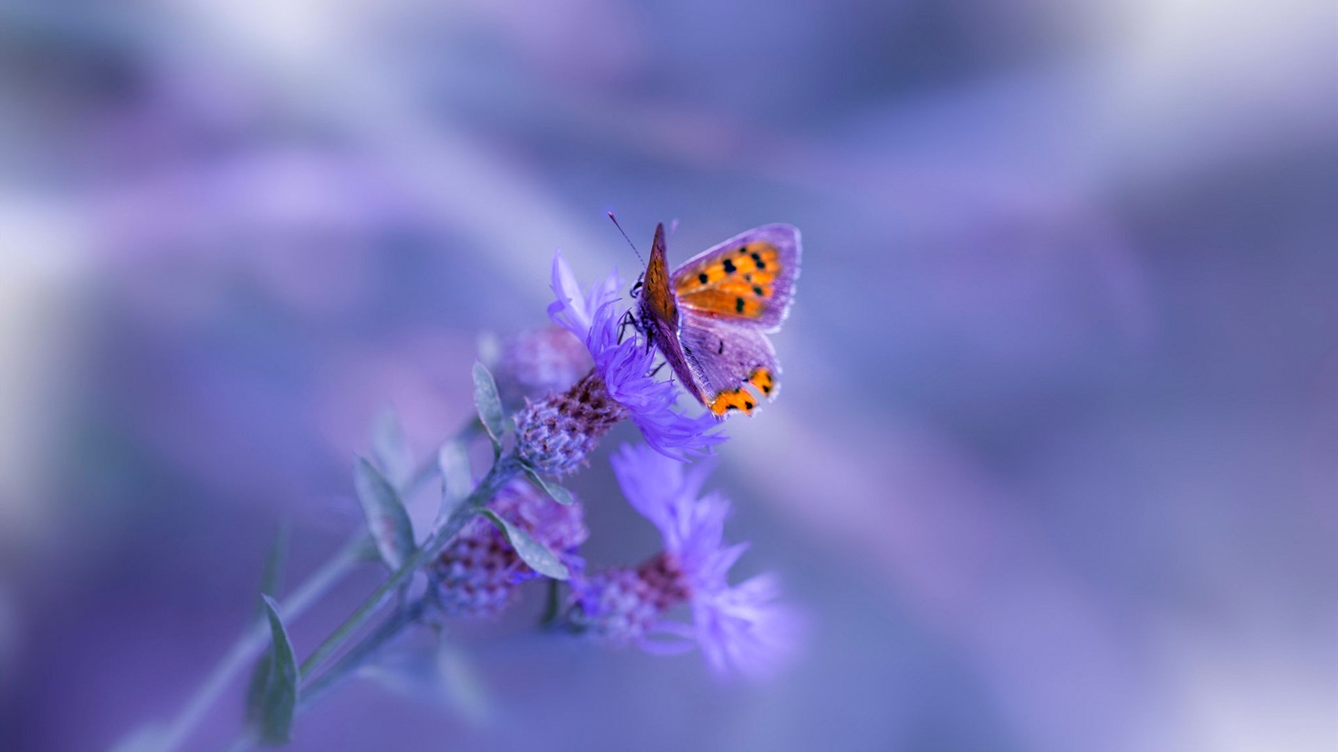 女子三米板陈艺文技压群芳，女子三米板颁奖嘉宾